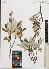 Foto von Salix krylovii E. L. Wolf